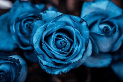 Roses bleues