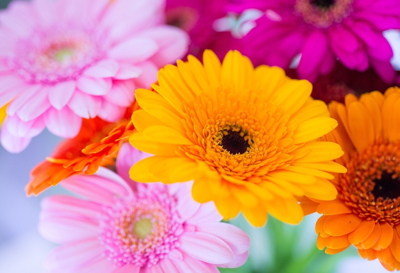 Bouquet de gerbera assortis