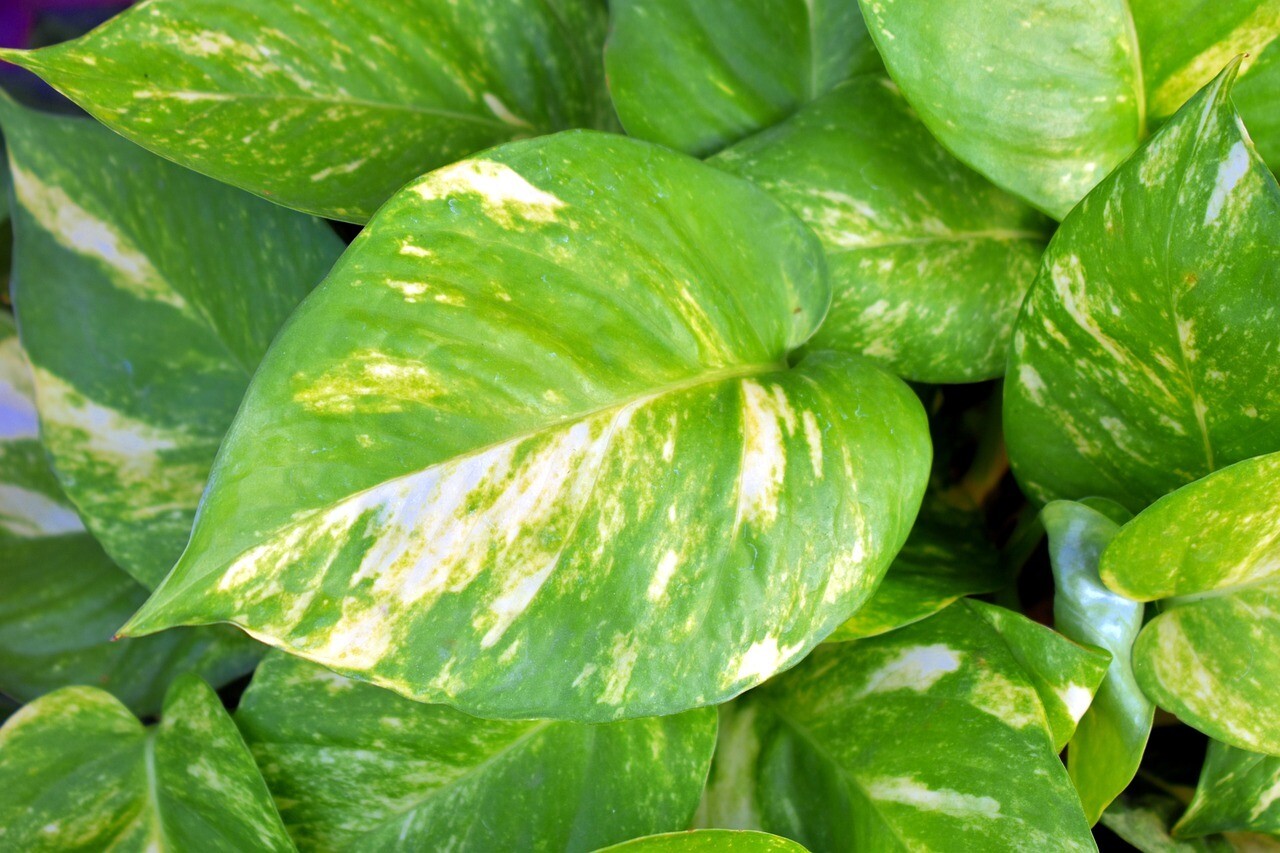 Pothos suspendu  pot 6&quot;