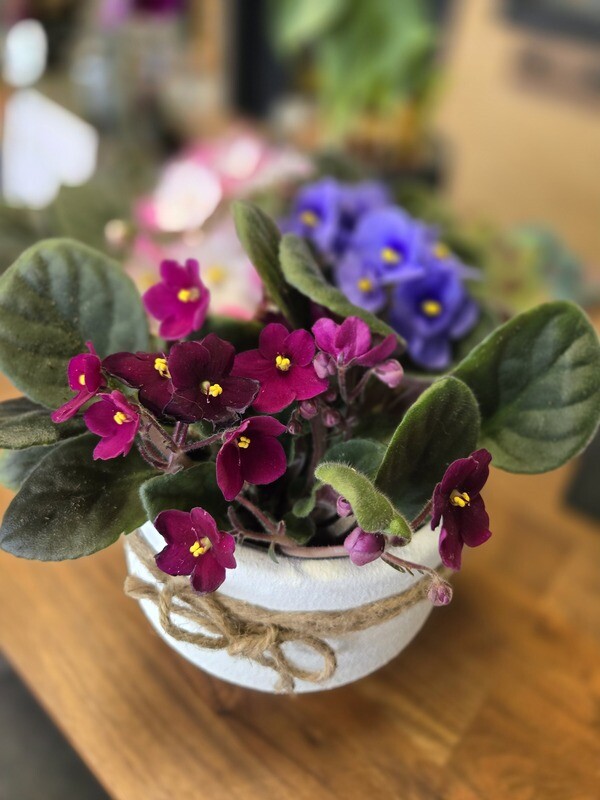 Pot de violette africaine 5&quot;
