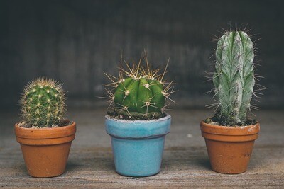 Cactus et Succulentes