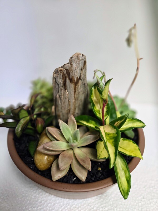 Jardin de cactus et succulents