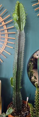 Cactus Euphorbe pot 8&quot;