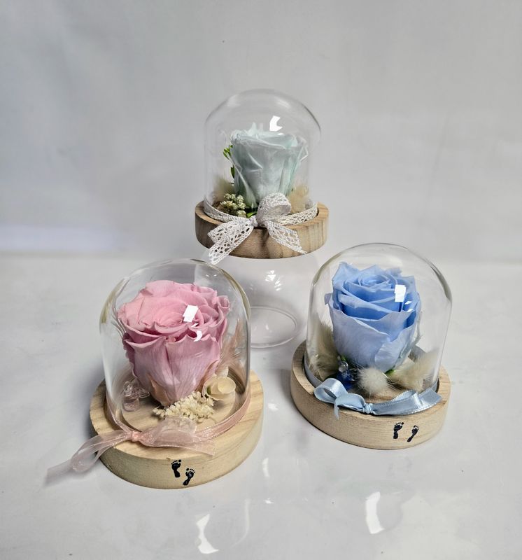 Rose éternelle Collection naissance