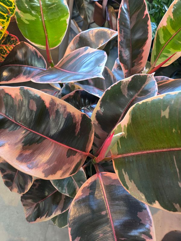 Ficus Ruby pot de 6"