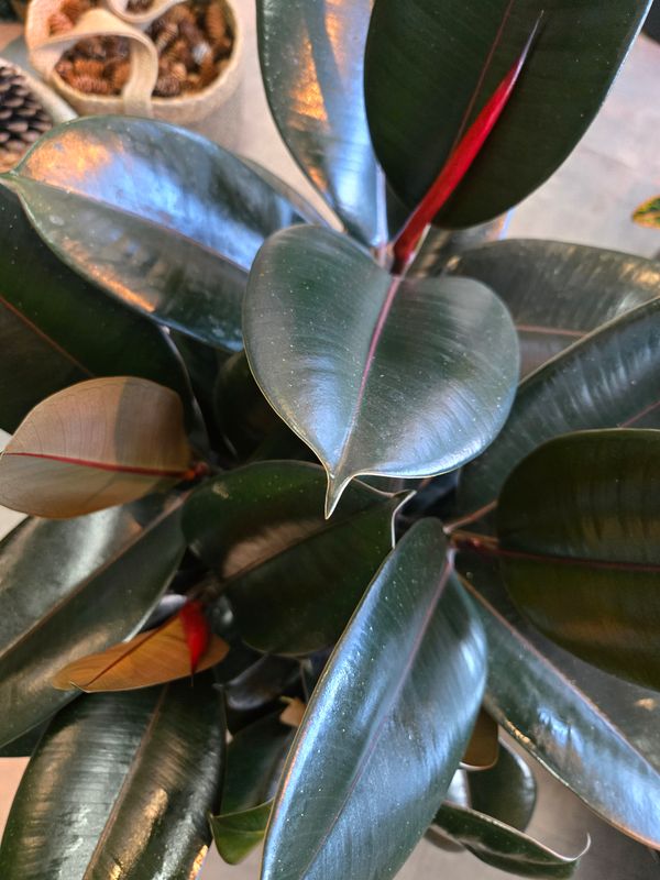 Ficus caoutchouc pot 8&quot;