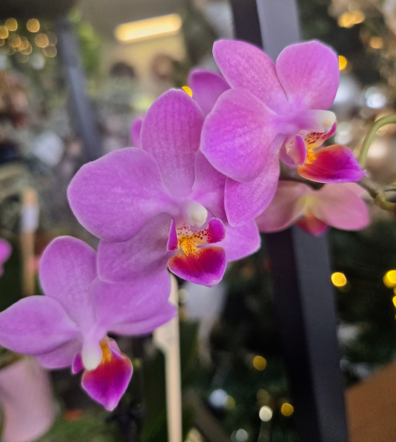 Orchidée mini pot 2.5&quot;