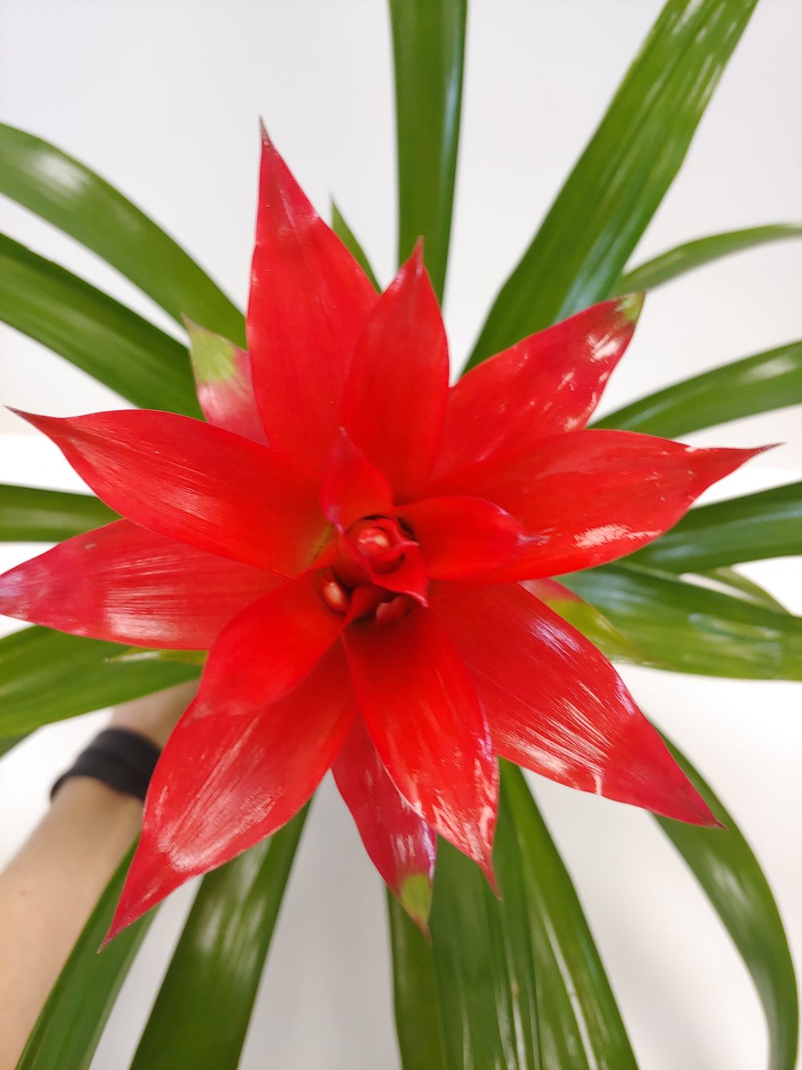 Bromelia Guzmania pot 6&#39;&#39;