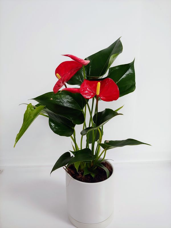 Anthurium pot de 6&quot;