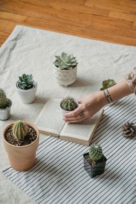 Cactus et Succulentes