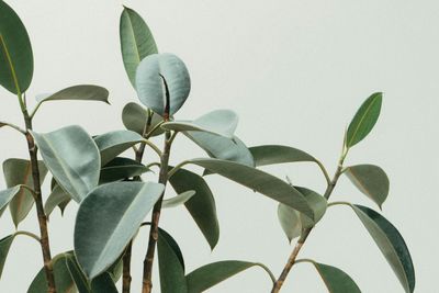 Plants