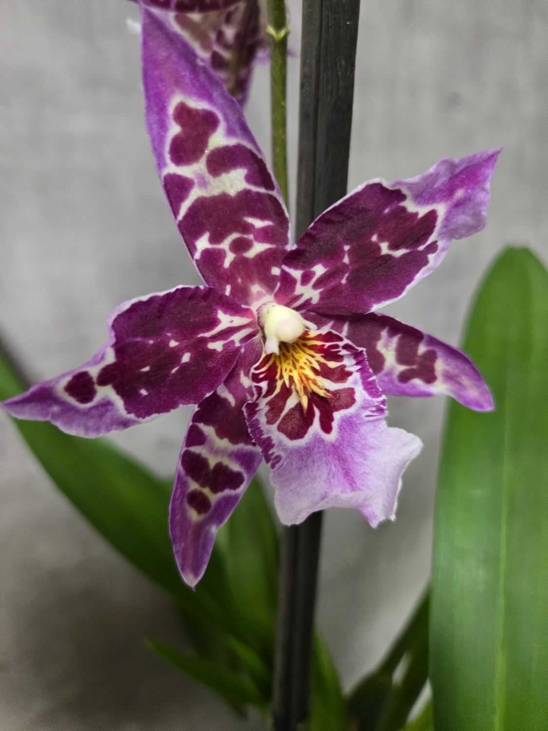 Orchidée Beallara Kutchin