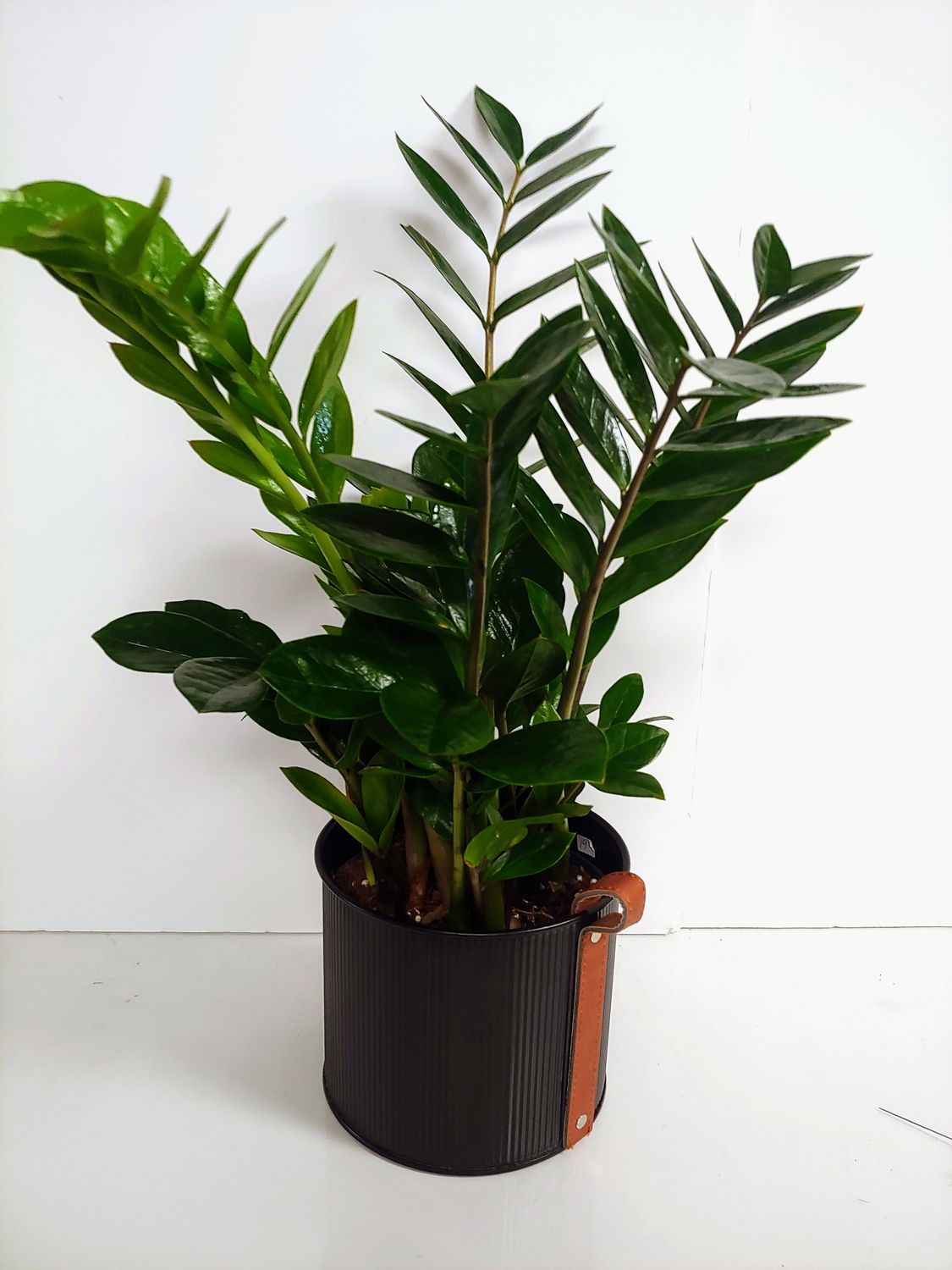 Zamioculcas, Plante ZZ  pot 6&quot;