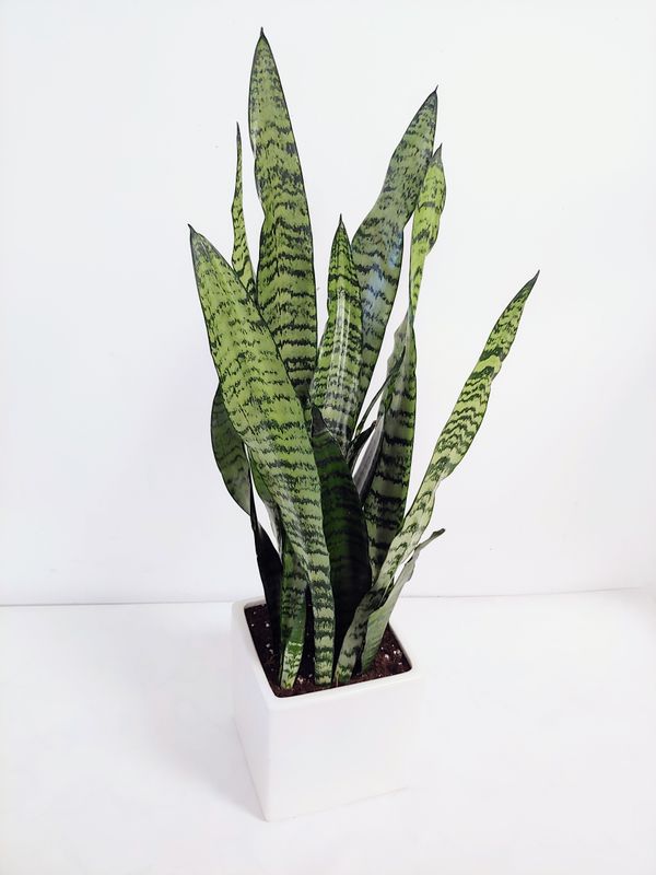 Sansevieria pot de 6&quot;