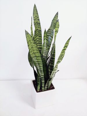 Sansevieria pot de 6"