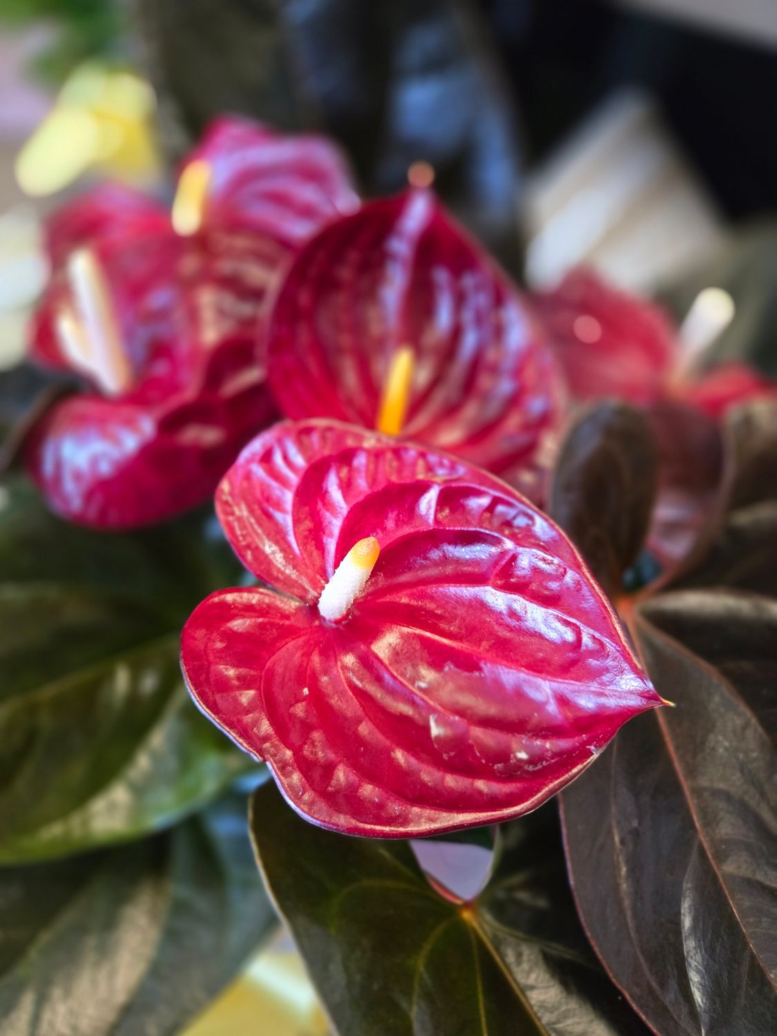 Anthurium pot 8&quot;