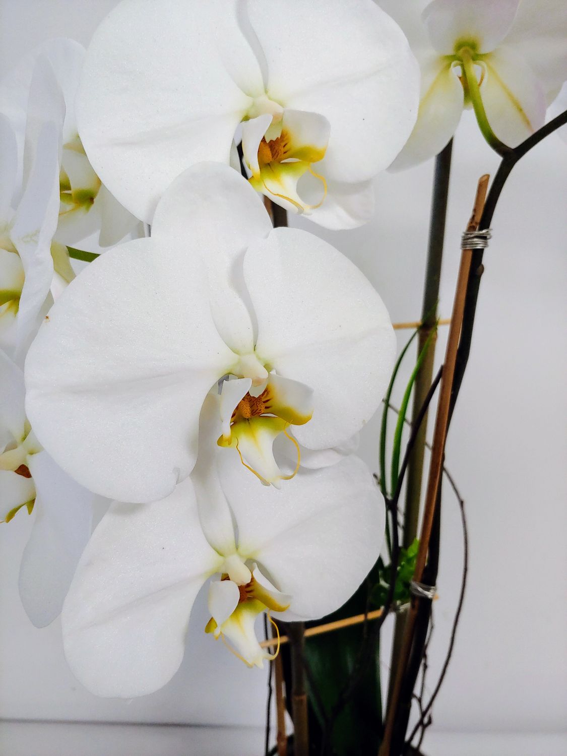 Orchidée Phalaenopsis pot 5&quot; 2 tiges