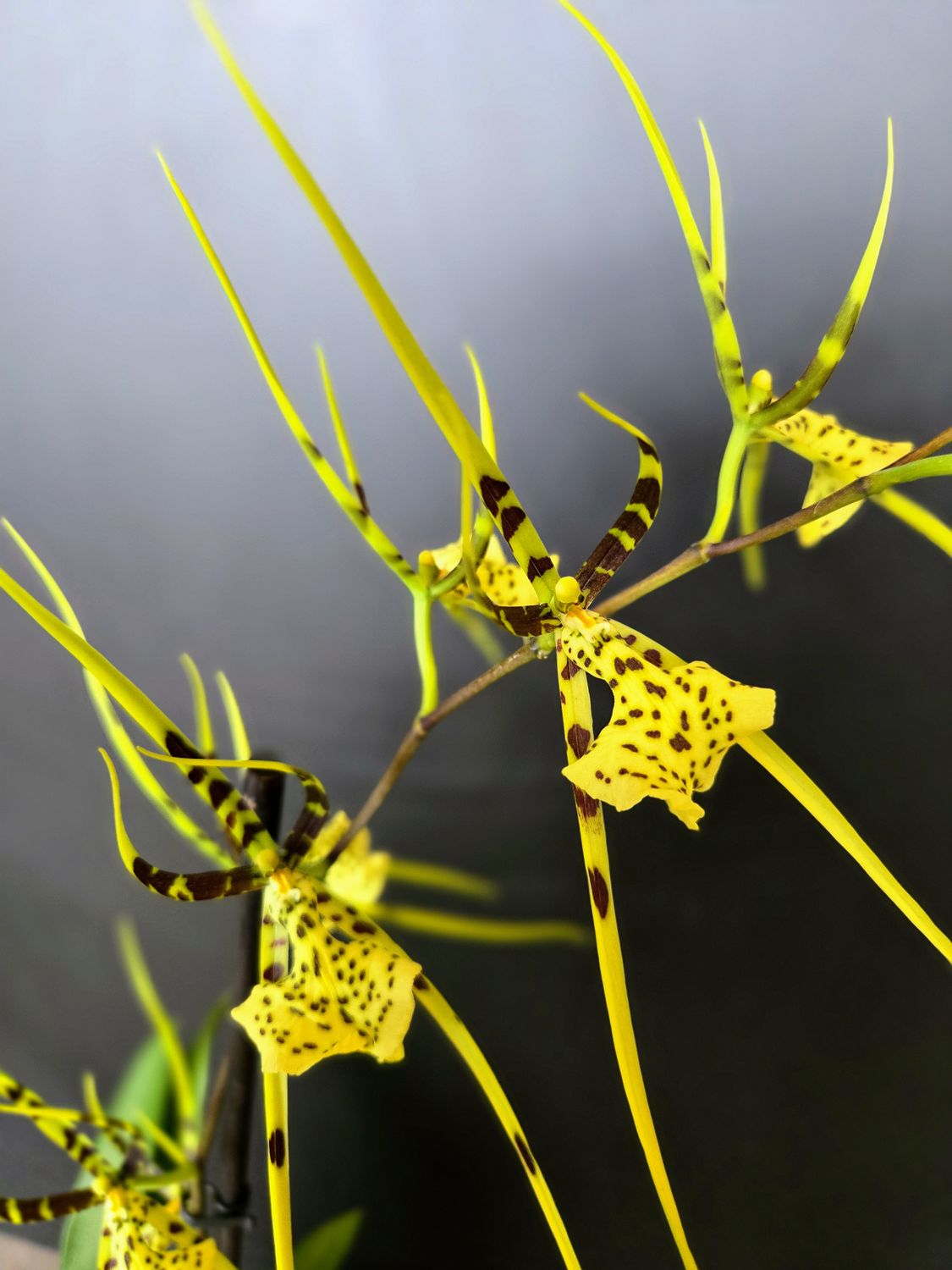 Orchidée  Brassia Eternal wind