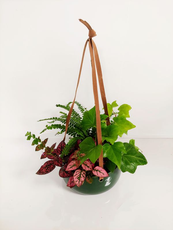 Jardin suspendu  6&quot;