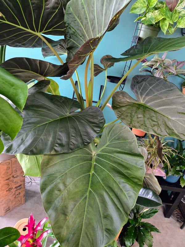Alocasia pot 12&#39;&#39;