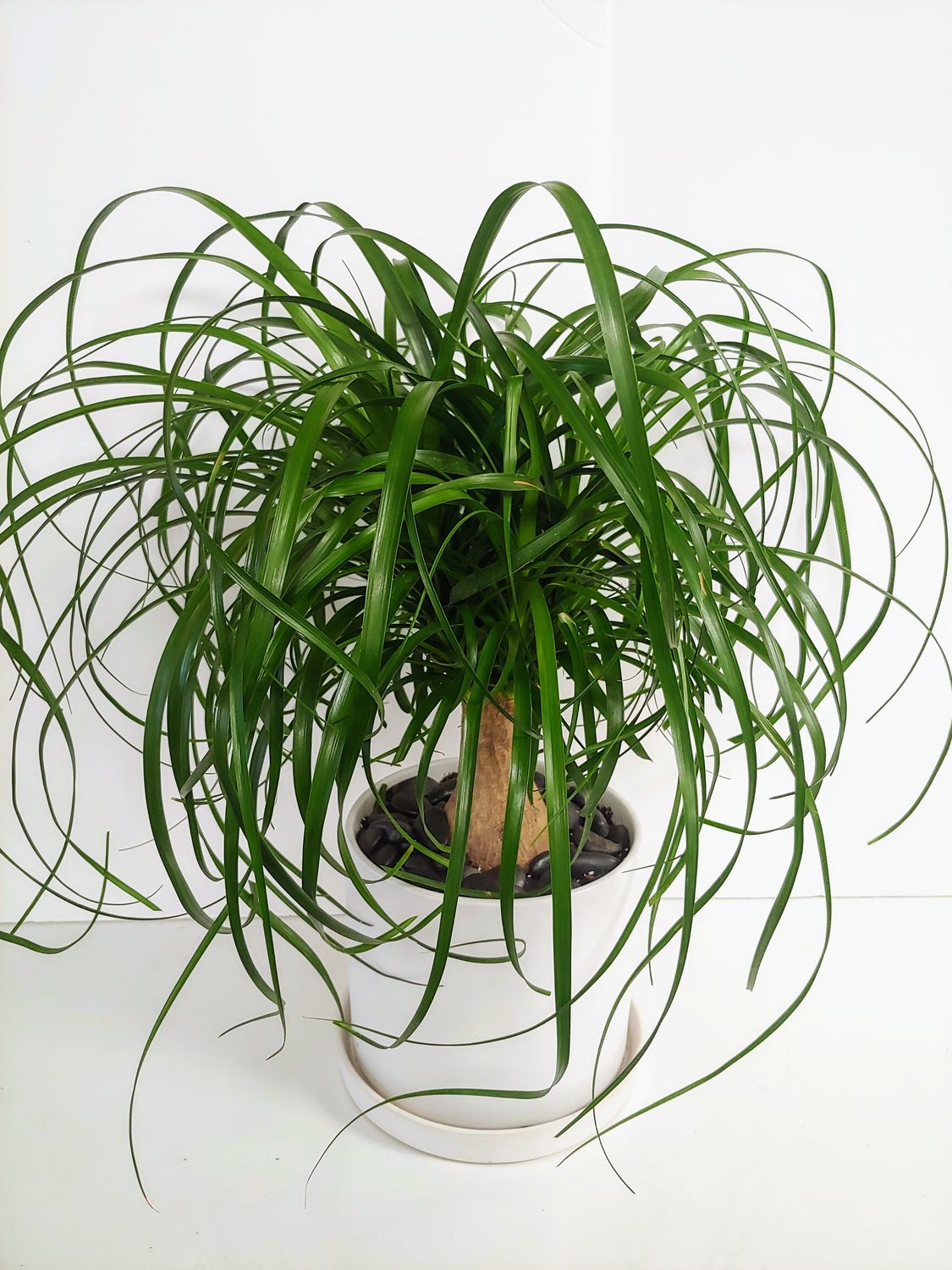 Beaucarnea pot de 877&quot;