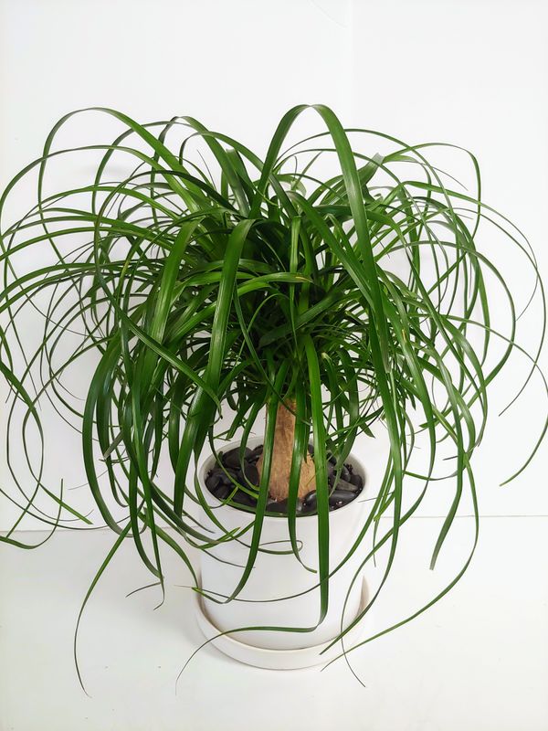 Beaucarnea pot de 877&quot;