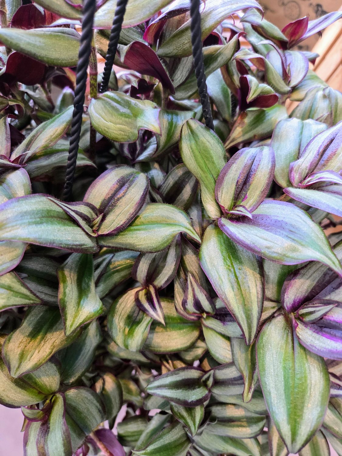 Tradescantia Zebrina suspendu de 10&quot;