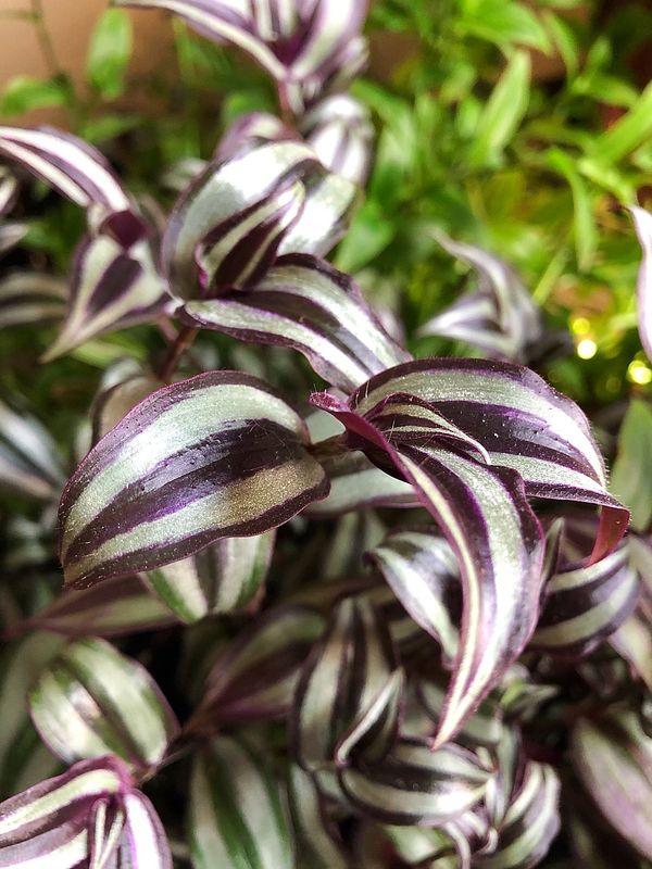 Tradescantia suspendu pot 8&quot;
