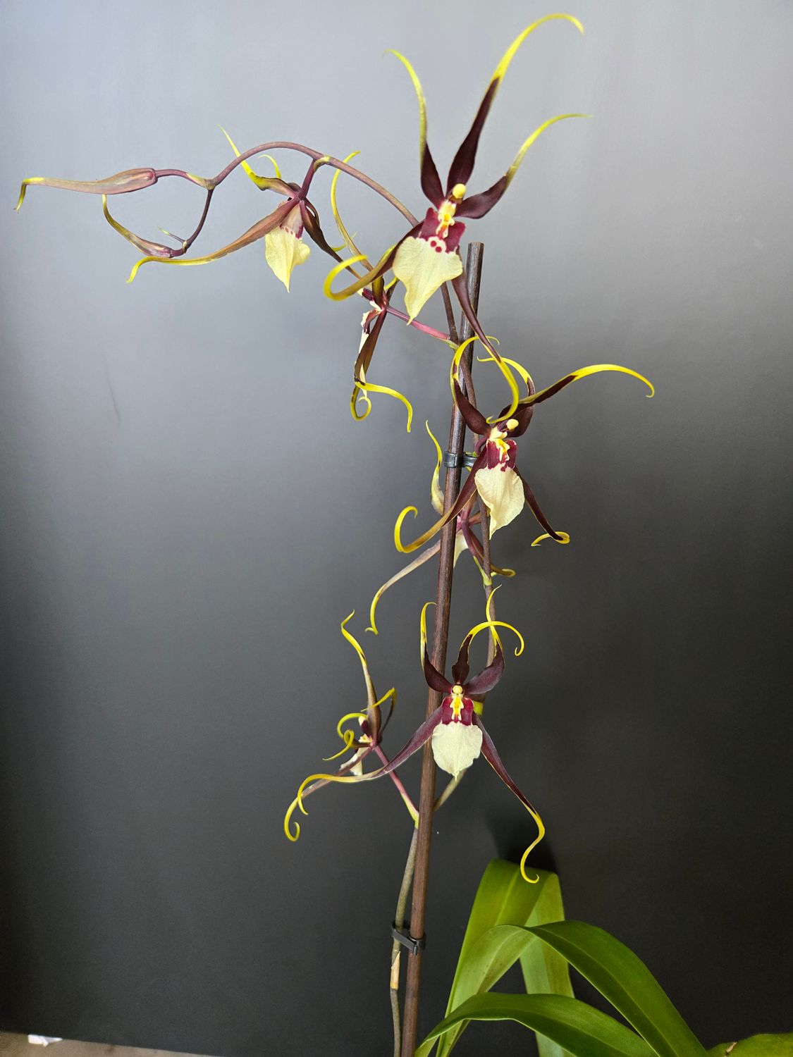 Orchidée Odontobrassia