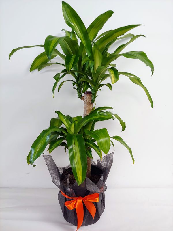 Dracaena sur tronc pot 10&quot;
