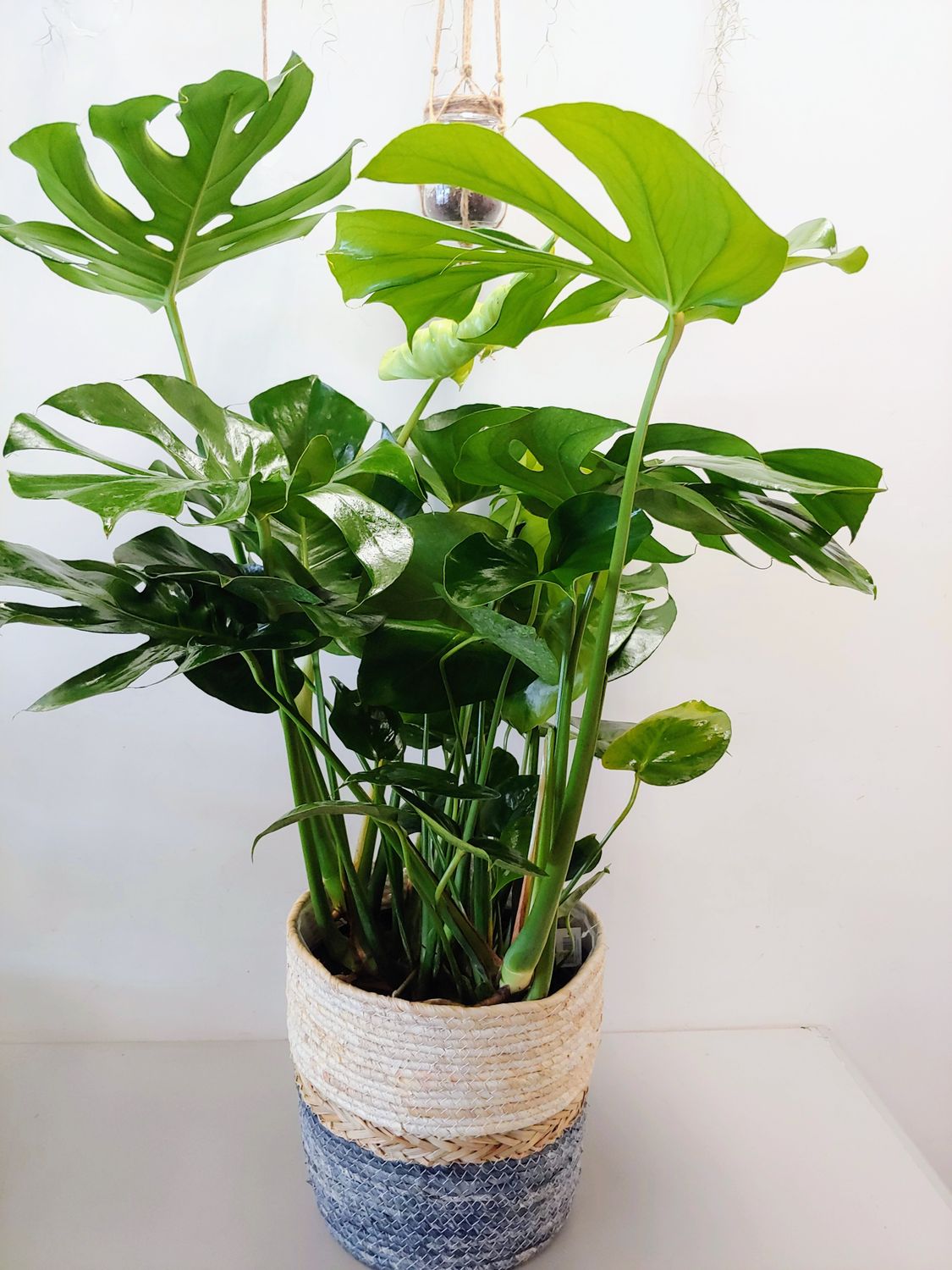 Philodendron monstera 10&quot;