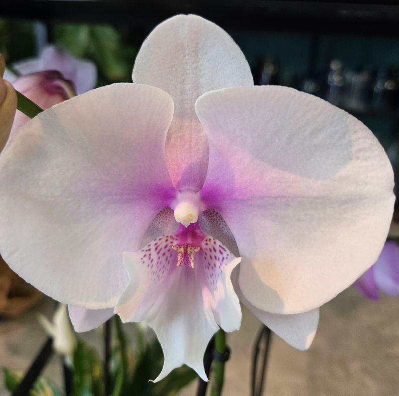 Orchidée Phalaenopsis pot 5&quot; 2 tiges