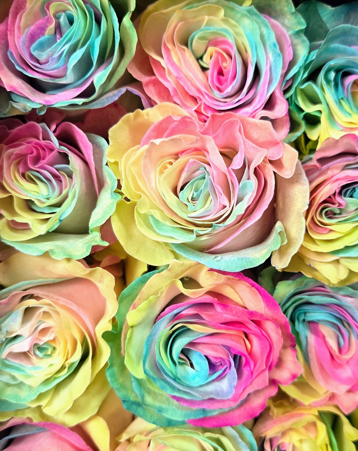 Roses arc-en-ciel Pastel