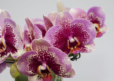 Orchidée