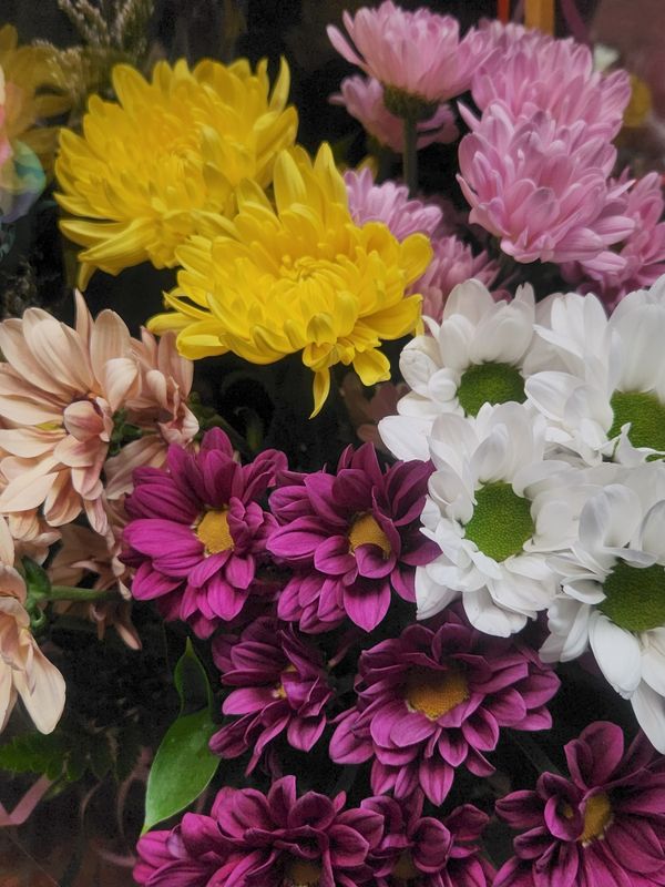 Daisies