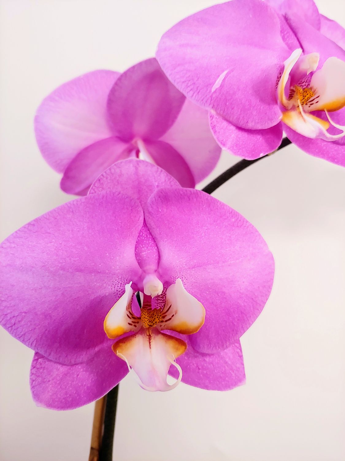 Orchidée Phalaenopsis pot 5&quot; 2 tiges