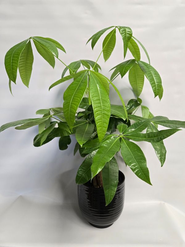 Pachira pot de 6&quot;