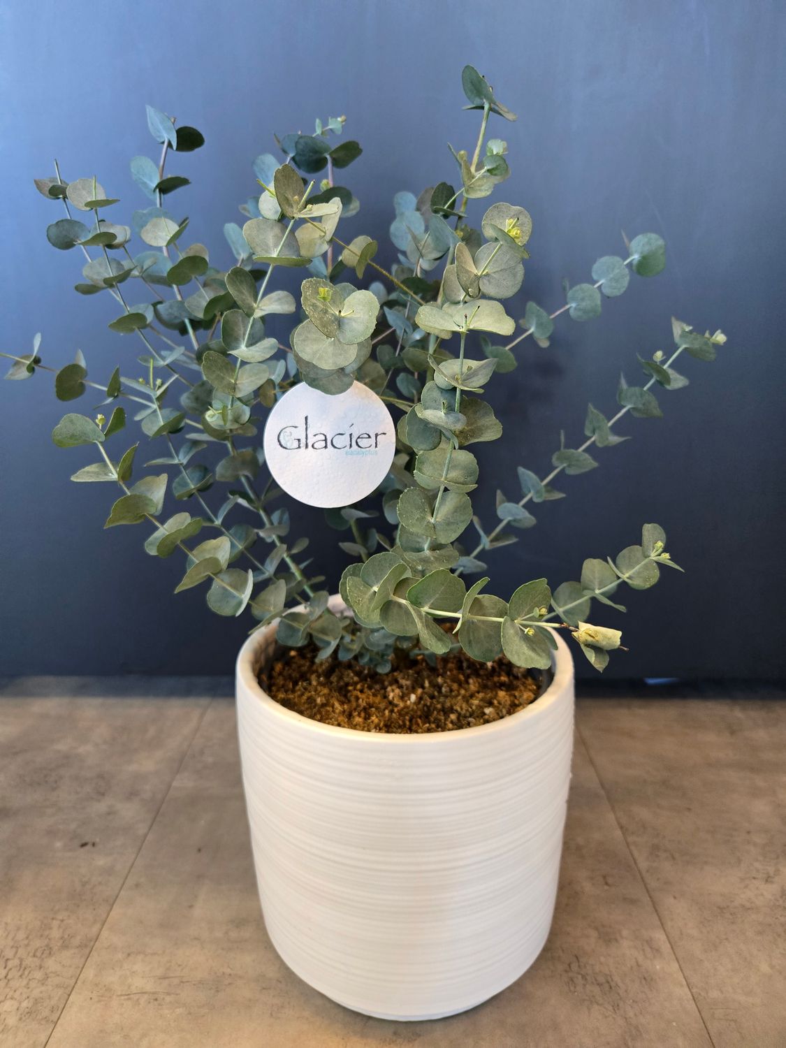Plante eucalyptus Glacier pot 6&quot;
