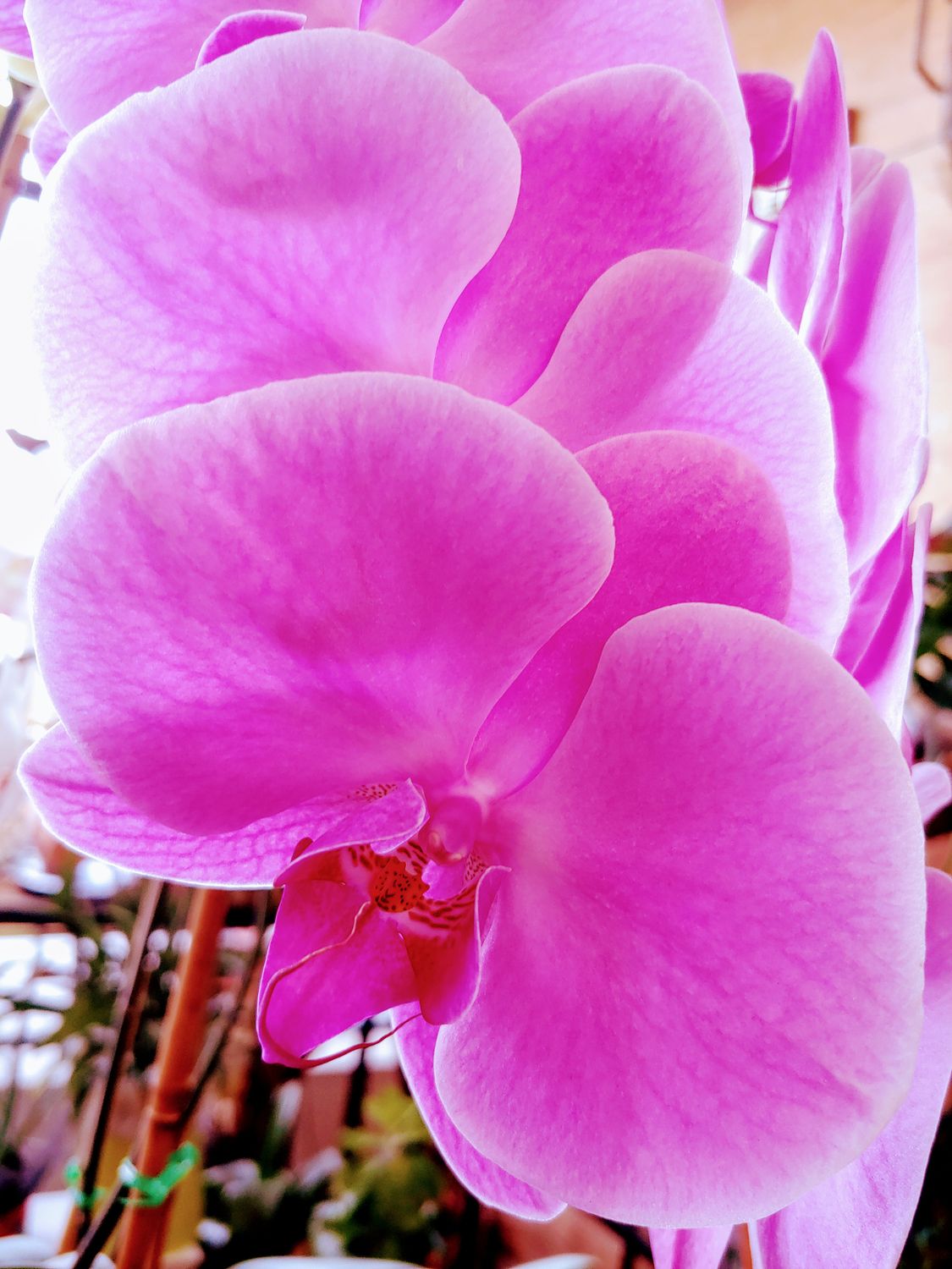 Orchidée Phalaenopsis pot 5" 2 tiges