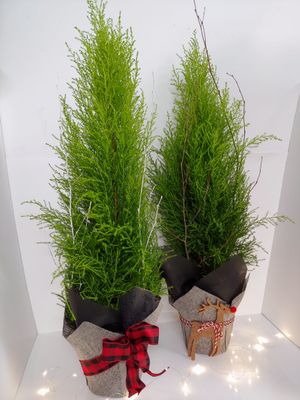 Cyprès citronné pot 6"