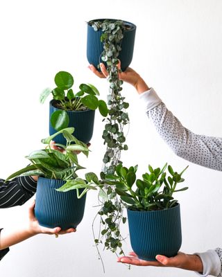 Plantes non-toxiques