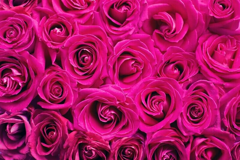 Roses roses Tendresse