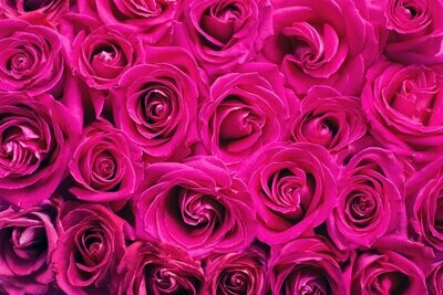 Roses roses Tendresse
