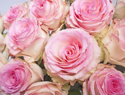 Roses roses Tendresse