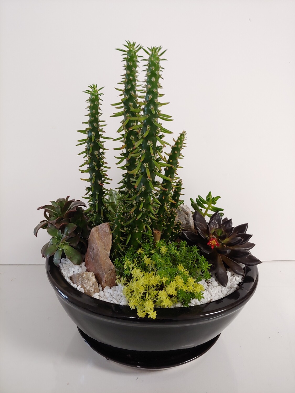 Jardin de cactus et succulantes