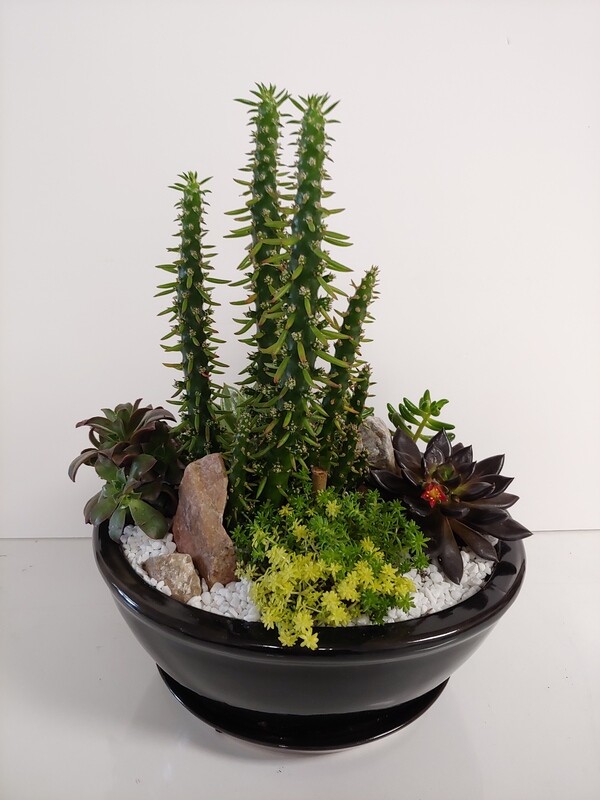 Jardin de cactus et succulantes