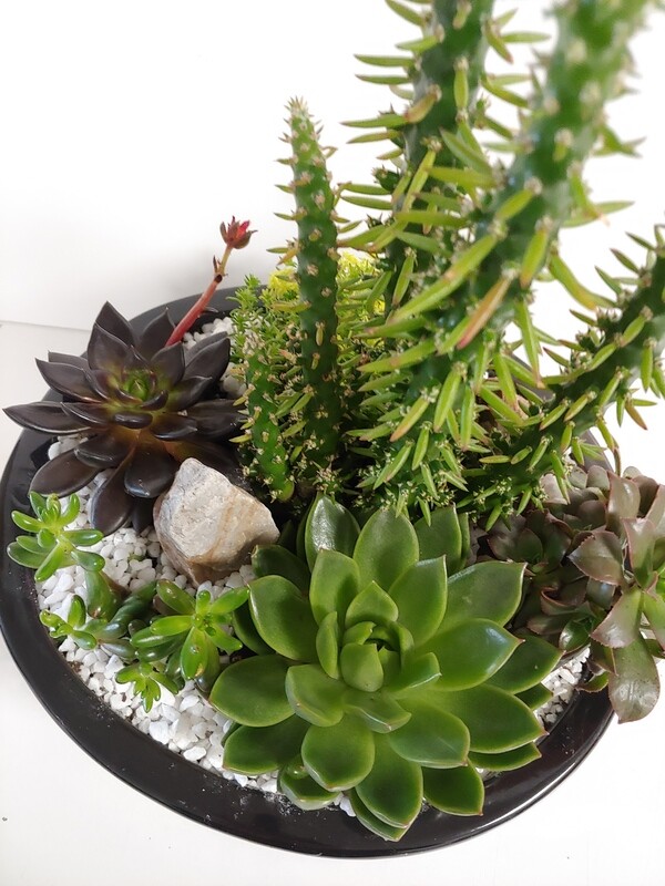 Jardin de cactus et succulantes