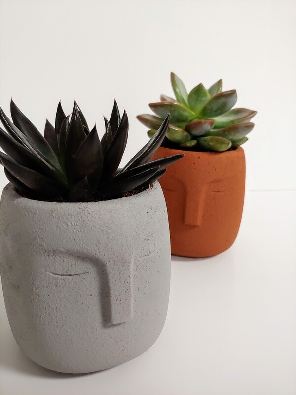 Plante succulante pot 4"