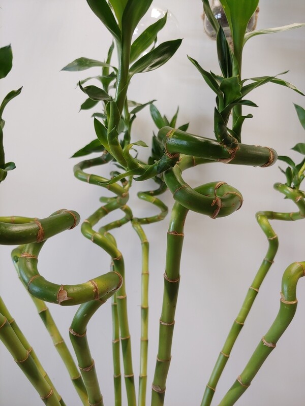 Lucky Bamboo Spiral 35 cm