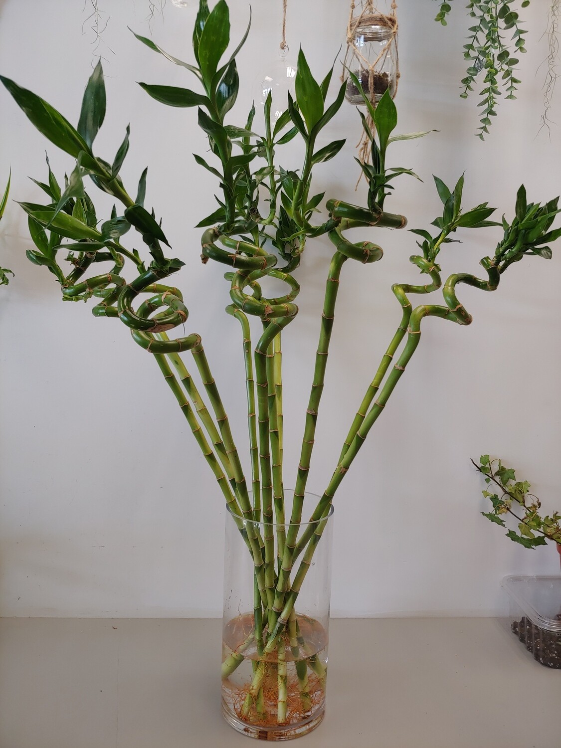 Lucky Bamboo Spiral 35 cm